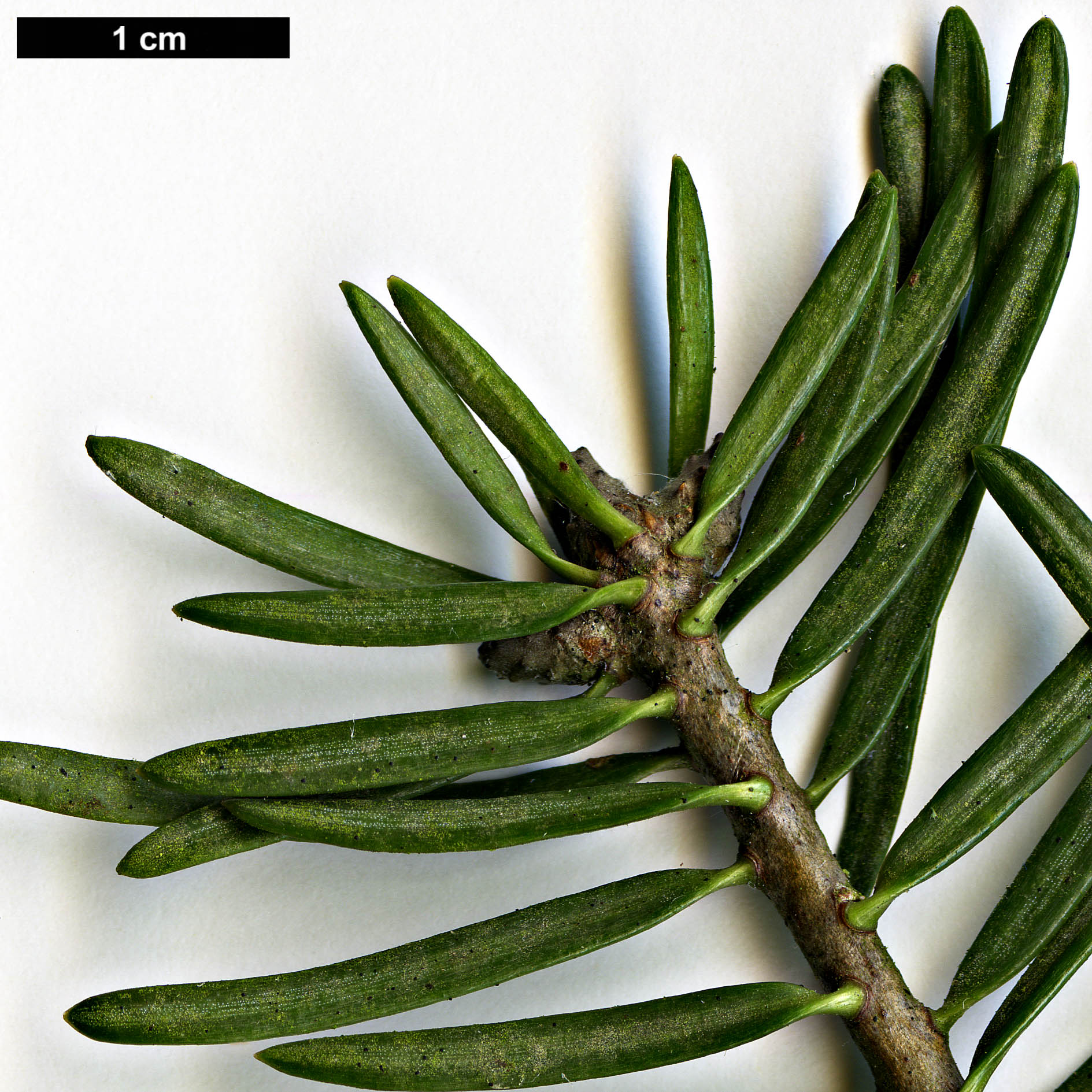 High resolution image: Family: Pinaceae - Genus: Abies - Taxon: concolor - SpeciesSub: var. lowiana
